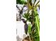 Close up of a banana tree and its fruit in the yard of this home at 398 Pine Tree Rd, Lake Mary, FL 32746