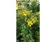 Yellow flowers and seed pods on a bush in the yard of this home at 398 Pine Tree Rd, Lake Mary, FL 32746
