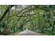 Scenic roadway framed by lush, mature trees creating a picturesque canopy over the pavement at 3315 Newbliss Cir, Ormond Beach, FL 32174