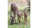 Charming wildlife image featuring a mother deer with two adorable spotted fawns in a grassy area at 3315 Newbliss Cir, Ormond Beach, FL 32174