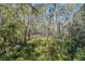 Backyard woodland with diverse plant life and a tree-lined horizon at 11278 Papyrus Ln, Orlando, FL 32821