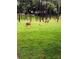 Deer grazing peacefully on a lush green lawn surrounded by tall trees, enhancing the property's natural charm at 216 Springside Rd, Longwood, FL 32779