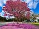 A flowering pink blossom tree stands on the property, adding beauty to the neighborhood at 7691 Heritage Crossing Way # C-1, Reunion, FL 34747