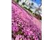 Ground-level shot of a yard filled with fallen pink blossoms, creating a vibrant scene at 7691 Heritage Crossing Way # C-1, Reunion, FL 34747