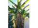 Lush banana tree in the yard provides tropical charm and fresh fruit; a verdant paradise at 3272 Whispering Trails Ave, Winter Haven, FL 33884