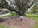 A lovely tree at the Highlands Picnic Area, available for residents only at 629 Nighthawk Cir, Winter Springs, FL 32708