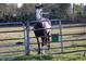 Beautiful brown and white horse standing behind a fence, looking at the camera at 1045 S State Road 415, New Smyrna Beach, FL 32168