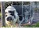 Black and white pig behind a metal fence, surrounded by lush green clover at 1045 S State Road 415, New Smyrna Beach, FL 32168