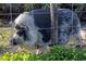 Black and white pig behind a metal fence, surrounded by lush green clover at 1045 S State Road 415, New Smyrna Beach, FL 32168