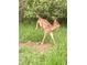 A deer jumping and playing in the grass near the community at 14226 Nell Dr, Orlando, FL 32832