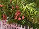 A delightful view of a lychee tree, ripe with fruit, hanging over a white picket fence at 214 Great Yarmouth Ct, Kissimmee, FL 34758