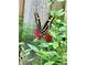 Butterfly lands on red flowers within a garden, full of verdant greenery at 5849 Groveline Dr, Orlando, FL 32810