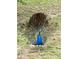 A stunning peacock displays its vibrant feathers at 5849 Groveline Dr, Orlando, FL 32810