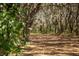 Secluded woodland scene with mature trees creating a canopy of shade and natural beauty at 8122 Pine Island Rd, Clermont, FL 34711