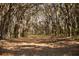 Dirt road through a forest of Spanish moss covered trees at 8122 Pine Island Rd, Clermont, FL 34711