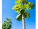 View of a papaya tree bearing green fruit against a sunny blue sky, enhancing the property's tropical feel at 1671 Spray Ter, St Cloud, FL 34771