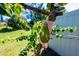 Close-up of a Lula Avocado tree in the yard at 1671 Spray Ter, St Cloud, FL 34771