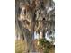 Majestic bald eagle perched in a tree overlooking the serene waterfront, nestled among Spanish moss at 2118 Lake Dr, Winter Park, FL 32789