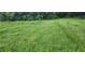 A grassy front yard of a home with a view of trees and overgrowth at 838 Bethune Ave, Winter Garden, FL 34787