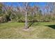Expansive backyard with a large tree providing shade, complemented by lush green grass and natural surroundings at 612 Old Pine Ct, Sanford, FL 32773