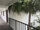 View of hallway with railing leading to units and beautiful palm tree at 2597 Oak Park Way # 205, Orlando, FL 32822