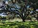 A community park with a beautiful live oak, lush green lawn and lake creates a peaceful oasis at 117 Starling Ln, Longwood, FL 32779