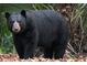 Close-up of a black bear in a natural setting surrounded by lush greenery at 117 Starling Ln, Longwood, FL 32779