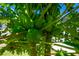 Image of the foliage and fruit growing in the yard at 1703 Leatherback Ln, St Cloud, FL 34771