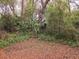 Backyard view of green tropical-style plants and a forest floor at 116 Crown Oaks Way # 116, Longwood, FL 32779