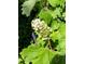 Close-up of lush green hydrangea bush with large leaves and a cluster of white flower blooms at 6244 Little Lake Sawyer Dr, Windermere, FL 34786