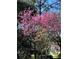 Yard with pink flowering tree in full bloom, adding beauty and shade to the home's landscaping at 6244 Little Lake Sawyer Dr, Windermere, FL 34786