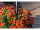 Closeup of bright orange flowers adding beauty to the landscaping at 140 Sweet Bay Cir, Lake Mary, FL 32746