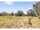 Expansive backyard with mature trees at 17572 Davenport Rd, Winter Garden, FL 34787