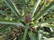 A pineapple plant growing in the yard of the home at 24 Cypress Ave, St Cloud, FL 34769