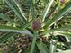 Unique pineapple plant growing in the yard, adding a tropical touch to the landscape at 24 Cypress Ave, St Cloud, FL 34769