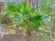 Close up shot of lush backyard with a beautiful palm tree. The ground is covered in rich soil and greenery at 4952 Matteo Trl, Orlando, FL 32839