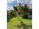 Landscaped front yard featuring a potted tree with a well-maintained lawn and a home in the background at 11810 Imaginary Way, Orlando, FL 32832