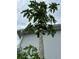 A healthy papaya tree laden with fruit, thriving in the yard, adding tropical charm to the property at 11810 Imaginary Way, Orlando, FL 32832