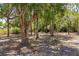 A serene view of the property's natural landscape, featuring mature trees and foliage with scattered leaves at 450 Cassady St, Umatilla, FL 32784