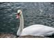 Elegant white swan gracefully swimming in the water, close-up, with a textured stone border at 150 E Robinson St # 405, Orlando, FL 32801