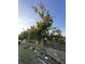 Backyard landscape with mango tree, fenced perimeter, and blue skies at 117 Anzio Dr, Kissimmee, FL 34758