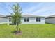 Backyard view showcasing a newly planted tree and a freshly sodded lawn for outdoor enjoyment at 4544 Windy Oak Way, St Cloud, FL 34772