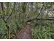 Lush walking trail with ferns, fallen tree trunk and a treehouse in the distance at 137 Tangerine Ave, Oviedo, FL 32765