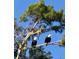 Two bald eagles perched in a tree with a clear blue sky background at 162 Lago Vista Blvd, Casselberry, FL 32707