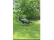 Beautiful peacock on the green grass at 407 E Jersey St, Orlando, FL 32806