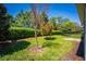 A lush green backyard features a tree with red flowers and privacy hedges at 193 Old Moss Cir, Deland, FL 32724