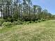 Spacious backyard bordered by dense trees offering privacy and a serene natural view at 3024 Meleto Blvd, New Smyrna Beach, FL 32168