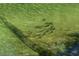 Schools of fish swim in the river with clear water and a fallen log at 515 Columbus Ave, Orange City, FL 32763