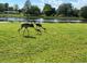 Scenic backyard with pond views and visiting Sandhill Cranes with their young ones on a sunny day at 3 Poinsettia Dr, Debary, FL 32713