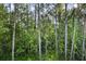 Lush, serene wooded backyard with tall trees and dense greenery at 8487 Crystal Cove Loop, Kissimmee, FL 34747